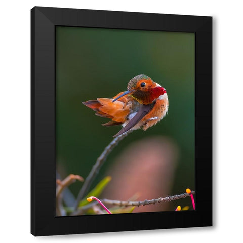 Hummingbird Black Modern Wood Framed Art Print with Double Matting by Huang, Johnson
