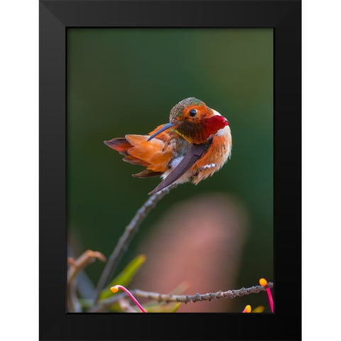 Hummingbird Black Modern Wood Framed Art Print by Huang, Johnson