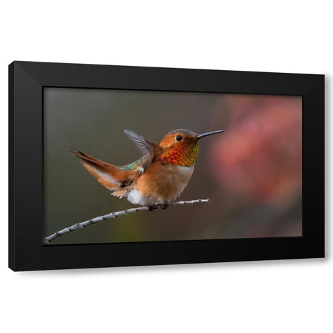 Hummingbird Black Modern Wood Framed Art Print by Huang, Johnson