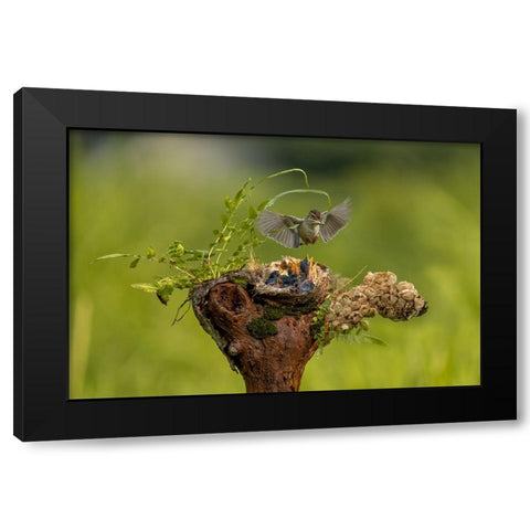The Babies Need Feeding Black Modern Wood Framed Art Print with Double Matting by Widjaja, Sally