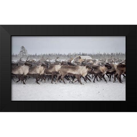 Herd In The Camp Black Modern Wood Framed Art Print by Rebro, Marcel
