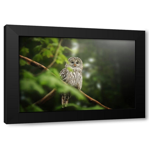 Ural Owl Black Modern Wood Framed Art Print by Svestka, Jiri