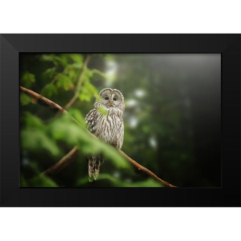Ural Owl Black Modern Wood Framed Art Print by Svestka, Jiri