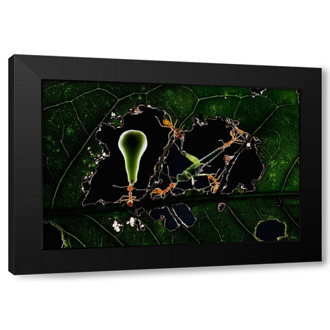 The Ant World Black Modern Wood Framed Art Print with Double Matting by Herliyanto, Gatot