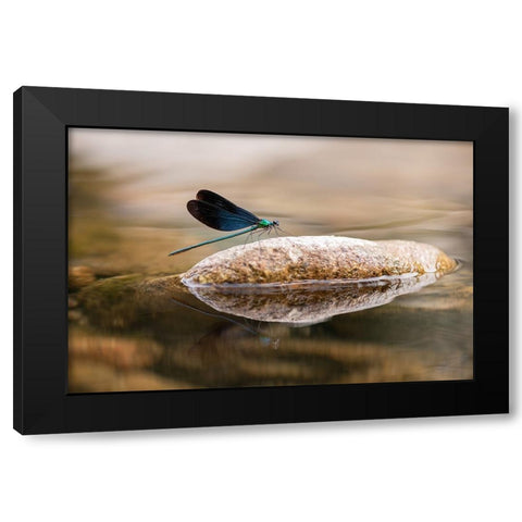 Damselfly Black Modern Wood Framed Art Print by Deng, Ivy
