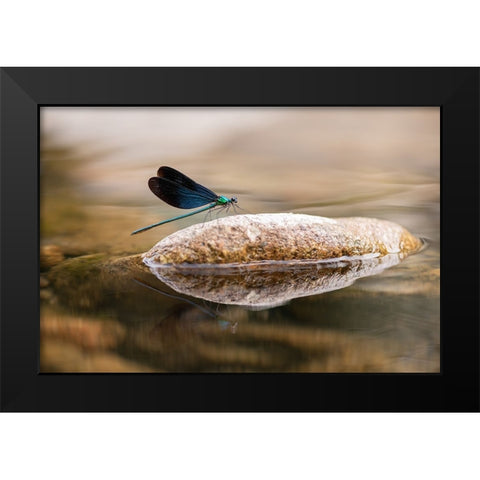 Damselfly Black Modern Wood Framed Art Print by Deng, Ivy