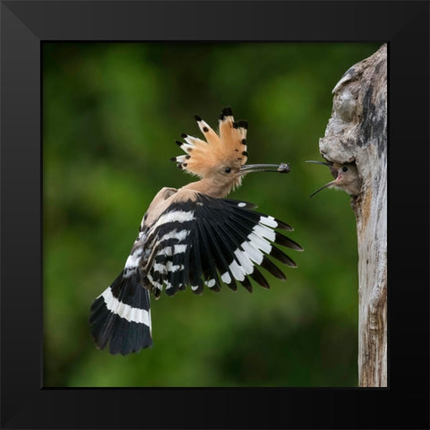 Feeding Black Modern Wood Framed Art Print by Helsen, Eddy