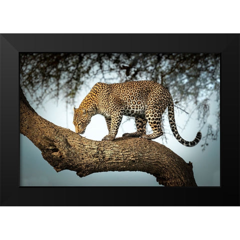 Waiting For The Moment Black Modern Wood Framed Art Print by Roshkumar