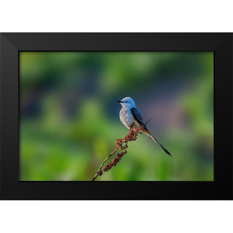 Scissor Tailed Flycatcher Black Modern Wood Framed Art Print by Xu, Jian