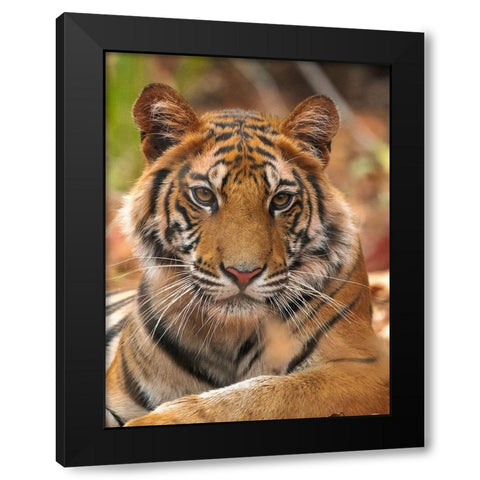 The Tiger Portrait Black Modern Wood Framed Art Print by Sethi, Sumangal