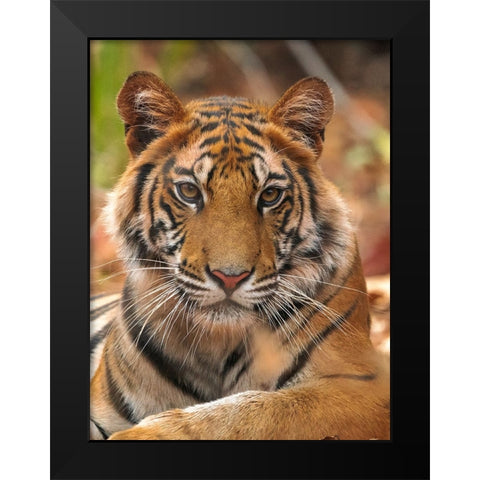 The Tiger Portrait Black Modern Wood Framed Art Print by Sethi, Sumangal
