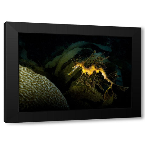 Mimicry Black Modern Wood Framed Art Print with Double Matting by Ichinoseki, Sayaka