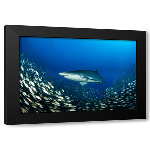 Ocean King Black Modern Wood Framed Art Print by Y Lin, Ryan