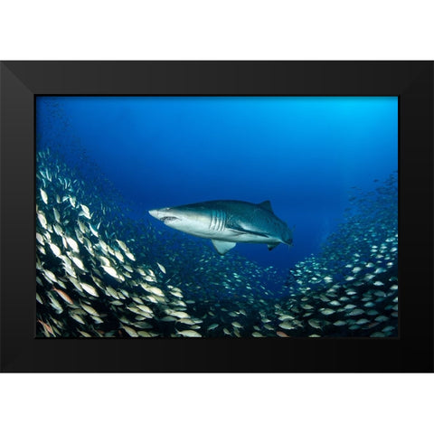 Ocean King Black Modern Wood Framed Art Print by Y Lin, Ryan