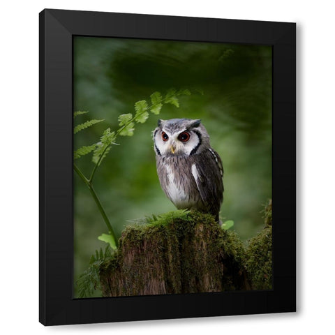In The Deep Dark Forest Black Modern Wood Framed Art Print by Groth, Martin