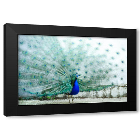 Peacock Black Modern Wood Framed Art Print with Double Matting by Polo, Piera