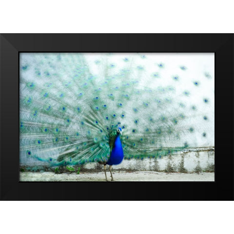 Peacock Black Modern Wood Framed Art Print by Polo, Piera