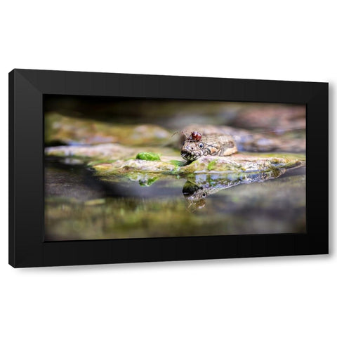 Spider Black Modern Wood Framed Art Print with Double Matting by Lackner, Walter