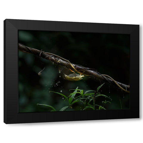 The Water Sipper Black Modern Wood Framed Art Print by Chakraborty, Chiranjib