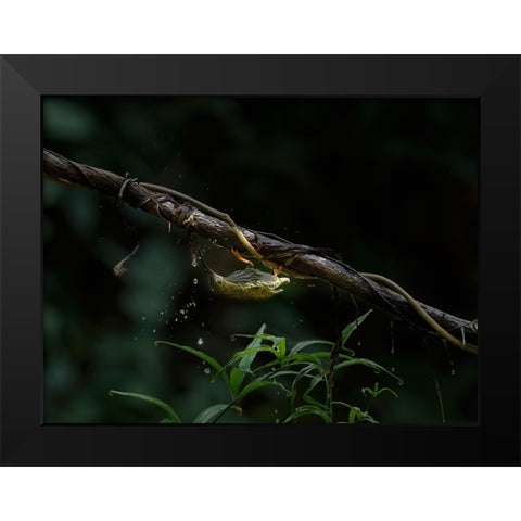 The Water Sipper Black Modern Wood Framed Art Print by Chakraborty, Chiranjib