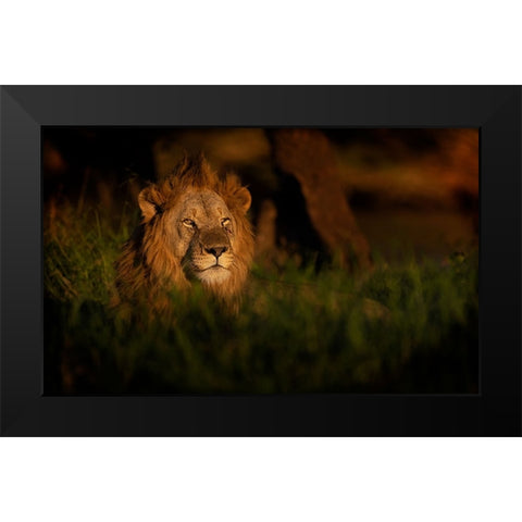 The King Black Modern Wood Framed Art Print by Eichelberg, Amnon