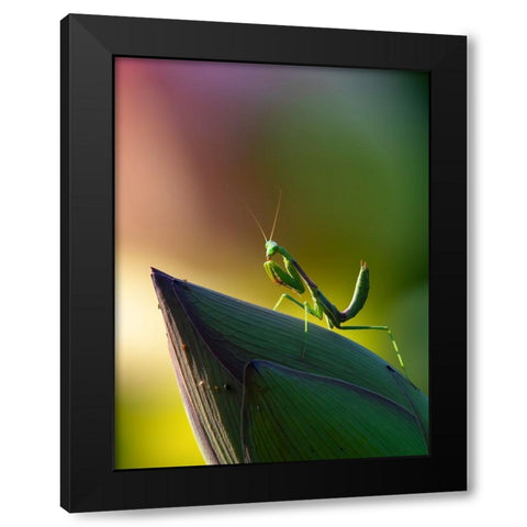 Mantis Black Modern Wood Framed Art Print by Huang, Johnson