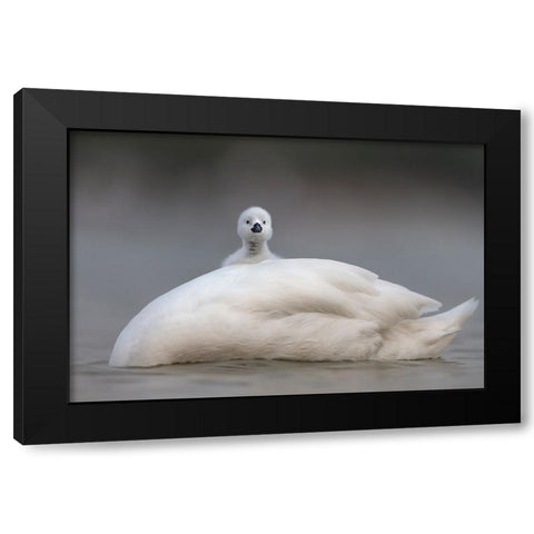 Cute Chick With Mum Black Modern Wood Framed Art Print by Roshkumar