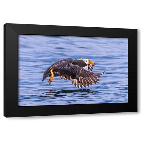 Q...Teach A Puffin To Fish.... Black Modern Wood Framed Art Print with Double Matting by C. Sink, Jeffrey