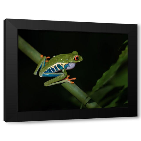Red-Eyed Tree Frog Black Modern Wood Framed Art Print by Zhang, Xiaohong