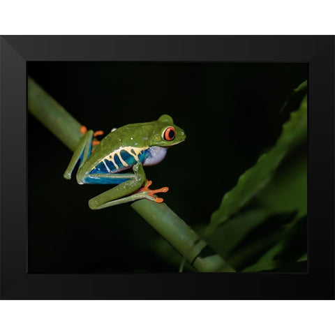 Red-Eyed Tree Frog Black Modern Wood Framed Art Print by Zhang, Xiaohong