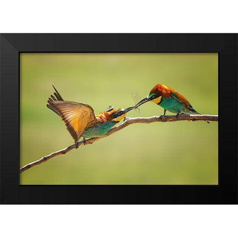 Bee-Eaters Interaction Black Modern Wood Framed Art Print by And Wei, Siyu