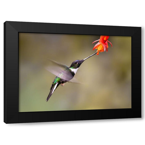 Slow Motion Of A Humming Bird Black Modern Wood Framed Art Print by And Wei, Siyu
