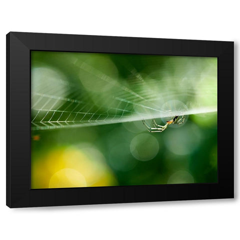 Ambush Black Modern Wood Framed Art Print with Double Matting by Hirai, Takiko