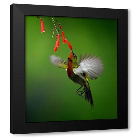 Sunbird 2 Black Modern Wood Framed Art Print by Muliani Hartojo, Angela