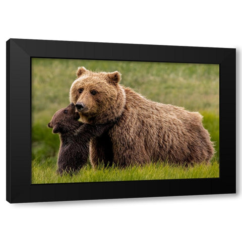 Brown Bear And Cub Black Modern Wood Framed Art Print by Christopher, Randy