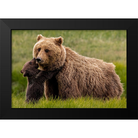 Brown Bear And Cub Black Modern Wood Framed Art Print by Christopher, Randy