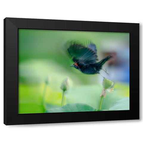 Black Bird Flying Over Lotus Seed Pod Black Modern Wood Framed Art Print with Double Matting by Liang, Ken