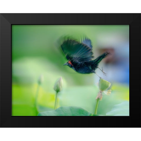 Black Bird Flying Over Lotus Seed Pod Black Modern Wood Framed Art Print by Liang, Ken