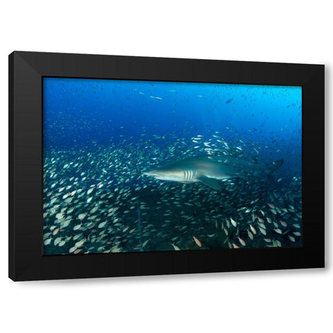 Sand Tiger Shark And Fish Black Modern Wood Framed Art Print with Double Matting by Y Lin, Ryan