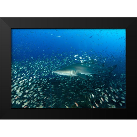 Sand Tiger Shark And Fish Black Modern Wood Framed Art Print by Y Lin, Ryan