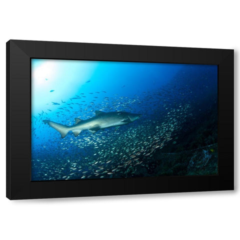 Shark And Fish Black Modern Wood Framed Art Print by Y Lin, Ryan