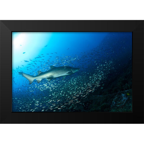 Shark And Fish Black Modern Wood Framed Art Print by Y Lin, Ryan