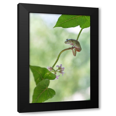 Curious Tree Frog Black Modern Wood Framed Art Print by Summer2016