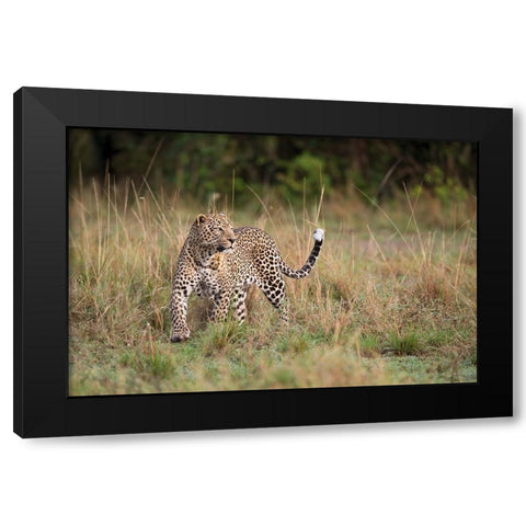 Leopard In The Morning Black Modern Wood Framed Art Print with Double Matting by Pozzi, Marco