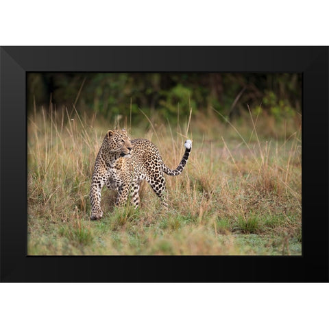 Leopard In The Morning Black Modern Wood Framed Art Print by Pozzi, Marco