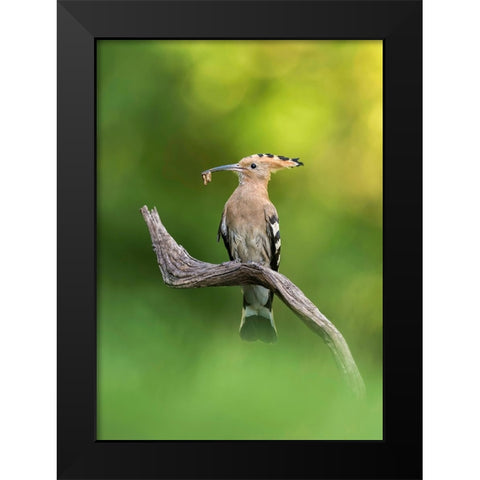 Hoopoe Black Modern Wood Framed Art Print by Helsen, Eddy
