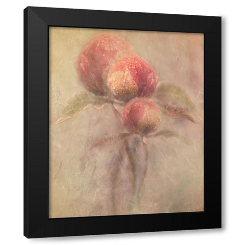 Peonies Black Modern Wood Framed Art Print by Zvinakeviciute, Kristina