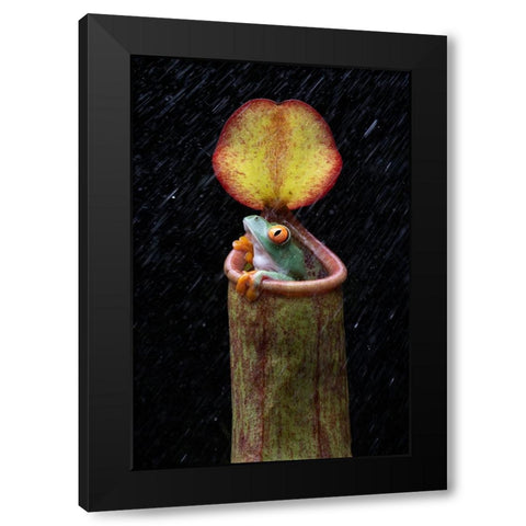 The Frog And Nepenthes Black Modern Wood Framed Art Print with Double Matting by Setiadi, Ajar