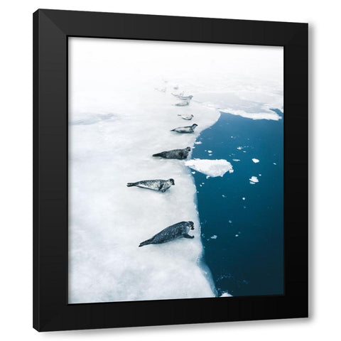 Seal Gang Black Modern Wood Framed Art Print with Double Matting by Ziomek, Witold