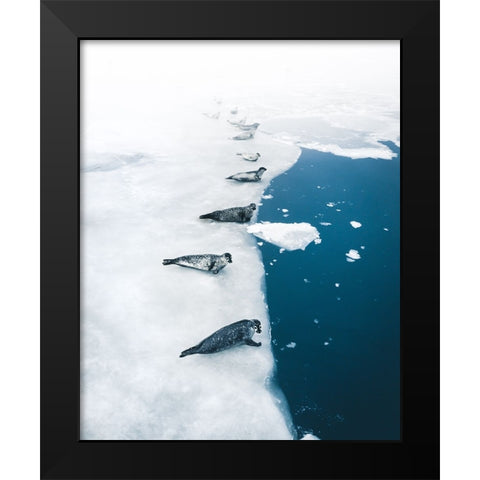 Seal Gang Black Modern Wood Framed Art Print by Ziomek, Witold